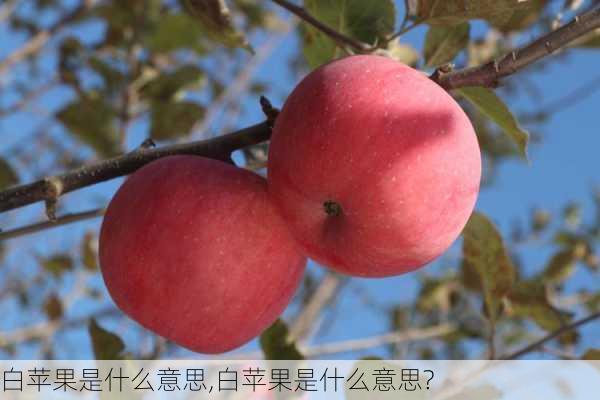 白苹果是什么意思,白苹果是什么意思?