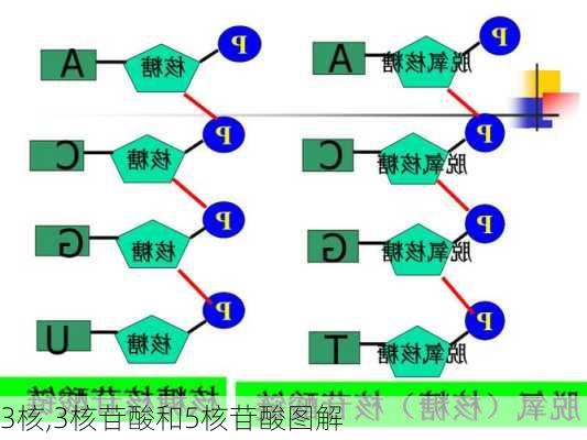 3核,3核苷酸和5核苷酸图解