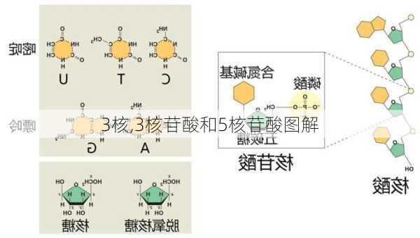 3核,3核苷酸和5核苷酸图解