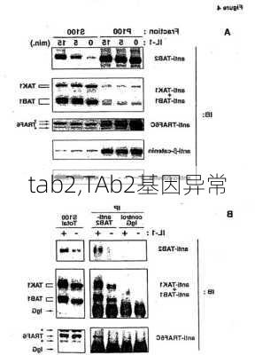 tab2,TAb2基因异常