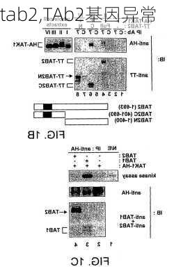 tab2,TAb2基因异常