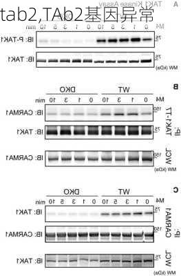 tab2,TAb2基因异常