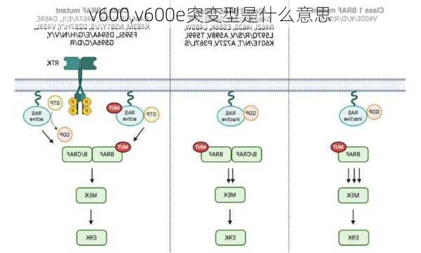 v600,v600e突变型是什么意思